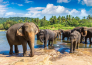 7 TOUR IL MEGLIO DI SRI LANKA 