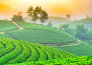 17 TOUR IL MEGLIO DI SRI LANKA 